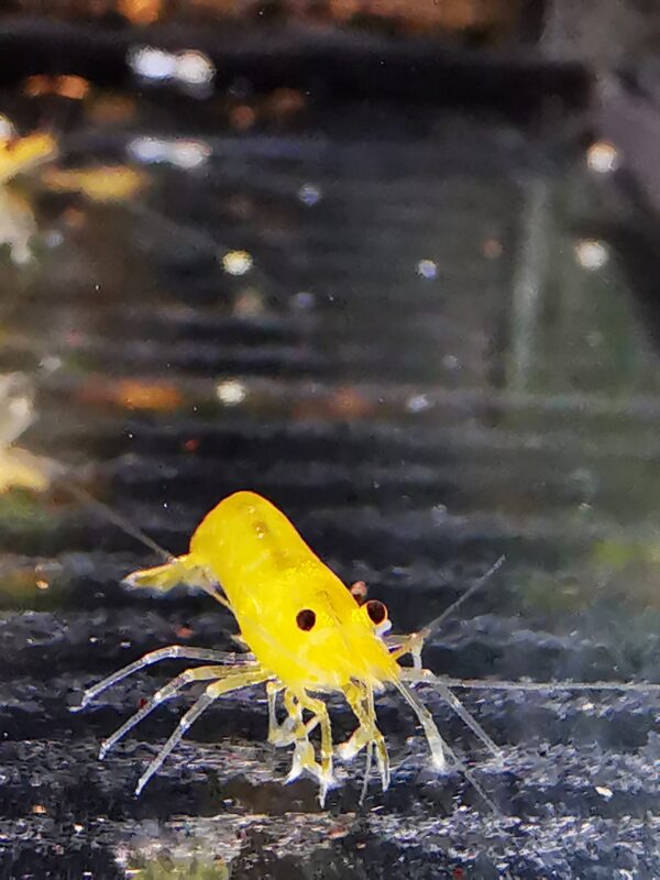 YELLOW KING KONG - 1.0 CM - obrazek 3